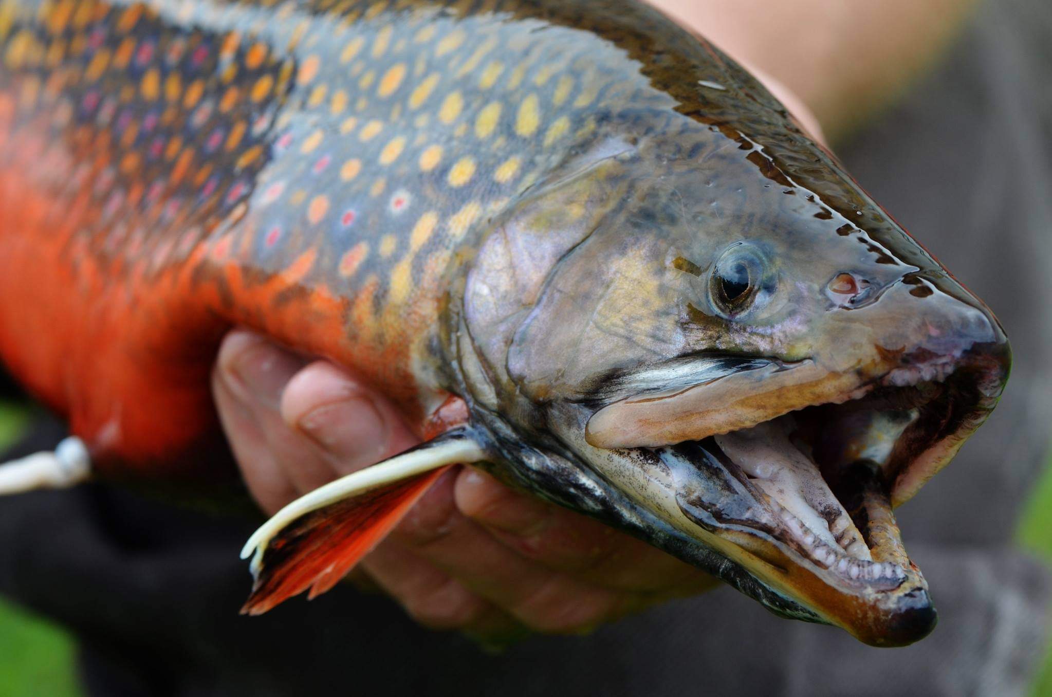 Adult Male Coaster Brook Trout FWS.gov